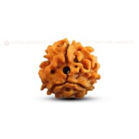 3 Mukhi Rudraksha (Teen Mukhi) - Image 2