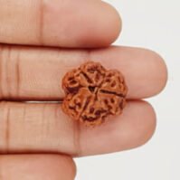 3 Mukhi Rudraksha (Teen Mukhi) - Image 3