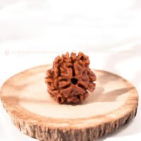 3 Mukhi Rudraksha (Teen Mukhi)