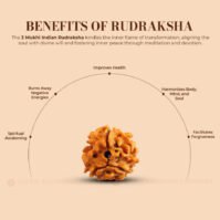 3 Mukhi Rudraksha (Teen Mukhi) - Image 4
