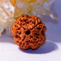 4 Mukhi Rudraksha (Chaar Mukhi)