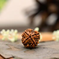 4 Mukhi Rudraksha (Chaar Mukhi) - Image 3