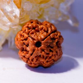 4 Mukhi Rudraksha (Chaar Mukhi)