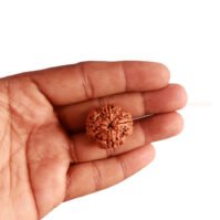 4 Mukhi Rudraksha (Chaar Mukhi) - Image 4