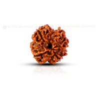 4 Mukhi Rudraksha (Chaar Mukhi) - Image 2