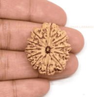 11 Mukhi Rudraksha (Gyarah Mukhi) - Image 2