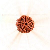 5 Mukhi Rudraksha (Panch Mukhi) - Image 4