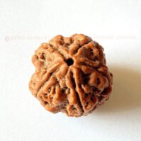 5 Mukhi Rudraksha (Panch Mukhi) - Image 2