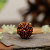 5 Mukhi Rudraksha (Panch Mukhi) - Image 3