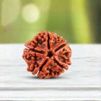 5 Mukhi Rudraksha (Panch Mukhi)