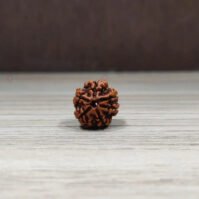 6 Mukhi Rudraksha (Chhah Mukhi) - Image 3