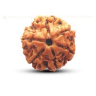 6 Mukhi Rudraksha (Chhah Mukhi) - Image 2