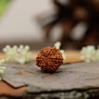 6 Mukhi Rudraksha (Chhah Mukhi) - Image 4