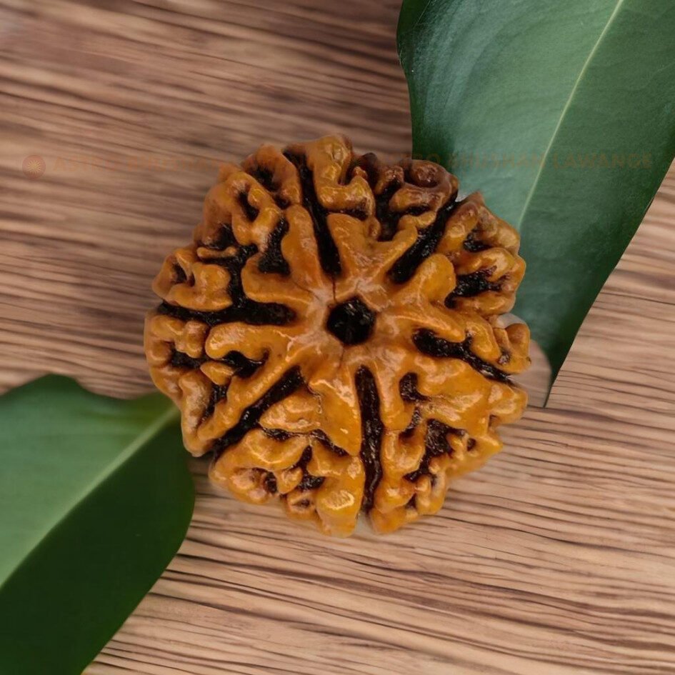 6 mukhi original nepali rudraksha (4) 6 Mukhi Rudraksha (Chhah Mukhi) - Image 1
