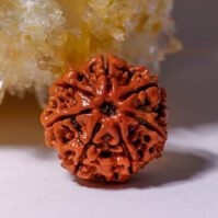 7 Mukhi Rudraksha (Seven Mukhi)