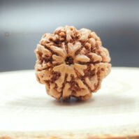 7 Mukhi Rudraksha (Seven Mukhi) - Image 4