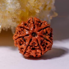 7 Mukhi Rudraksha (Seven Mukhi)