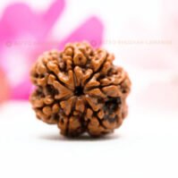 7 Mukhi Rudraksha (Seven Mukhi) - Image 3