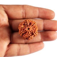 7 Mukhi Rudraksha (Seven Mukhi) - Image 2