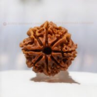 8 Mukhi Rudraksha (Aath Mukhi) - Image 4