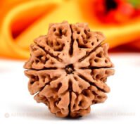 8 Mukhi Rudraksha (Aath Mukhi)