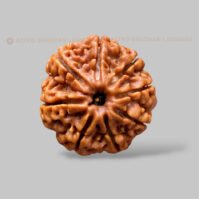 8 Mukhi Rudraksha (Aath Mukhi) - Image 2