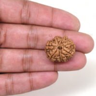 8 Mukhi Rudraksha (Aath Mukhi) - Image 3