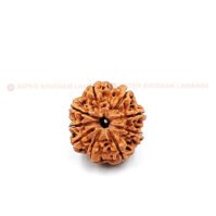 9 Mukhi Rudraksha (Nau Mukhi) - Image 3