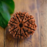 9 Mukhi Rudraksha (Nau Mukhi) - Image 2
