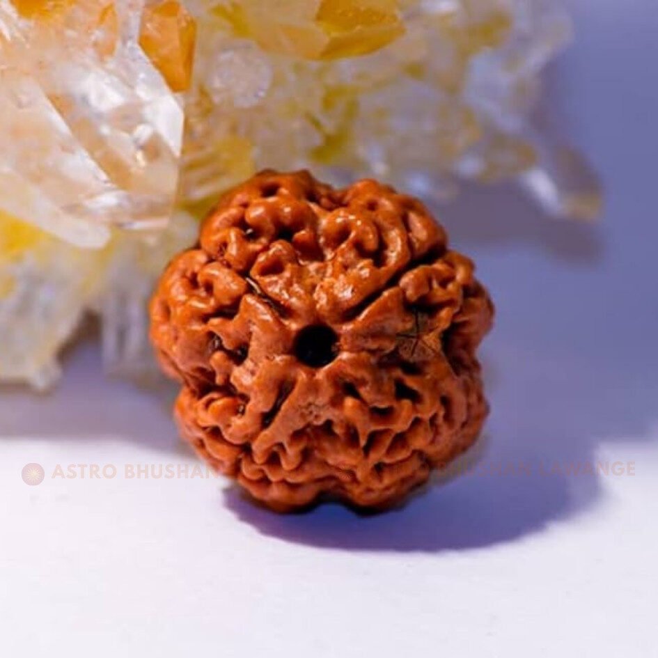 9 mukhi original nepali rudraksha 9 Mukhi Rudraksha (Nau Mukhi) - Image 1