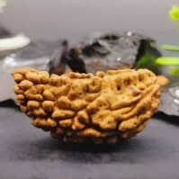 1 Mukhi Rudraksha (Eka Mukhi) - Image 4