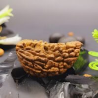 1 Mukhi Rudraksha (Eka Mukhi)