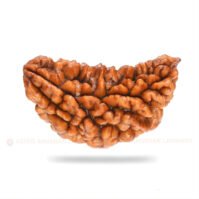 1 Mukhi Rudraksha (Eka Mukhi) - Image 2