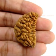 1 Mukhi Rudraksha (Eka Mukhi) - Image 3